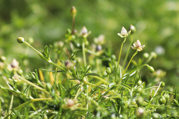 Macro view of delicate flowers on Irish Moss