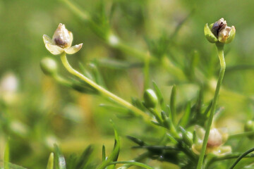 Macro view of delicate flowers on Irish Moss
