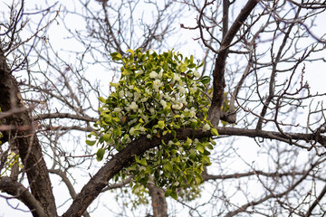 Mistletoe bush