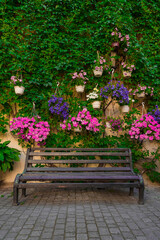 spring time garden blossom vertical photography with wooden bench and blooming purple rose flowers and hanging green foliage