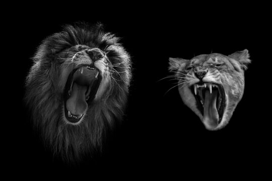 Lion And Lioness Roar At Each Other. Portrait Of Angry Lions.