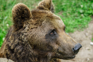 oso pardo europeo (Ursus arctos arctos), Les Angles, pirineos catalanes, comarca de Capcir, Francia