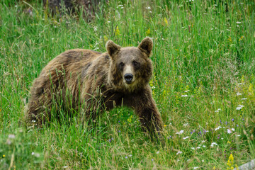 oso pardo europeo (Ursus arctos arctos), Les Angles, pirineos catalanes, comarca de Capcir, Francia