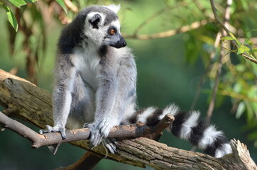 Fototapeta premium Portrait of a ring-tailed lemur