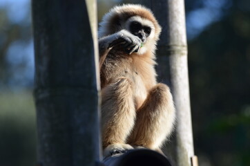 Cute lar gibbon is standing between two trees