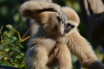 Dancing lar gibbon at the Tierpark, Berlin