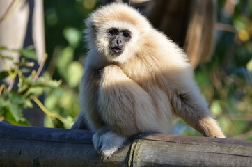 Cute lar gibbon is sitting on a tree