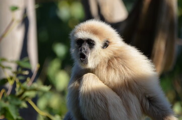 Fototapeta premium Funny portrait of a hooting lar gibbon