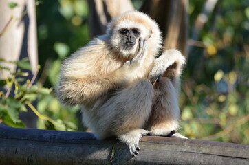 A lar gibbon is touching his face