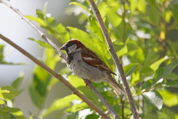 Eurasian tree sparrow or German sparrow bird sitting in a bush