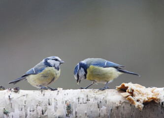 Closeup of two cute blue tit sitting on a log eating food