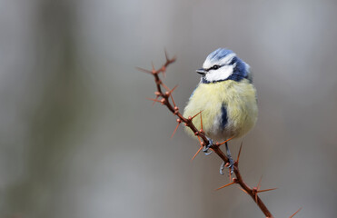 Closeup of a cute blue tit sitting on a thornbush