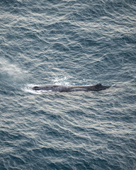 Fototapeta premium dolphin in the sea