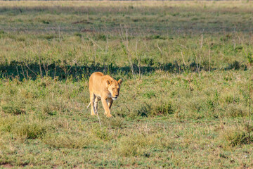 Lioness (Panthera leo) walking in savannah in Serengeti national park, Tanzania