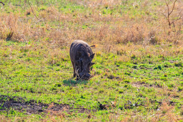 Common warthog (Phacochoerus africanus) in savanna in Serengeti national park, Tanzania