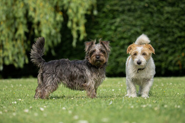 dark and light dogs standing on the grass. Norfolk Jack Russell cross or Norjack and a Yorkshire terrier Jack Russel cross or Yorkie Russel