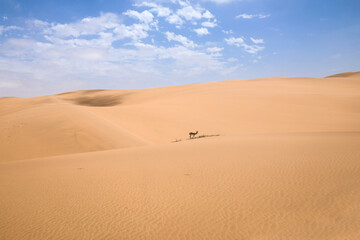 Fototapeta na wymiar Lone springbok in the massive sand dunes of Swakopmund