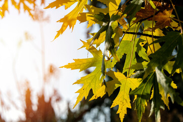 Beautiful autumn landscape with yellow trees and sun. Colorful foliage in the park. Natural background