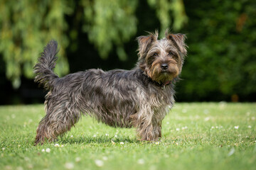 Small grey and black dog standing on the grass and white flowers. Yorkie Russell is a cross breed of Yorkshire Terrier with a Jack Russell