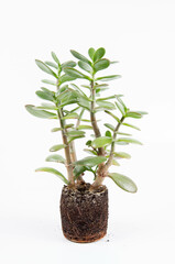 Obraz na płótnie Canvas Jade plant (Crassula ovata) houseplant out of a pot on white background