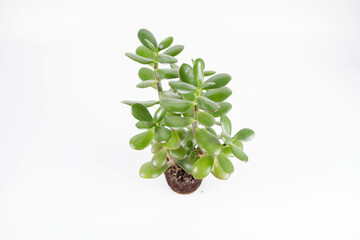 Fototapeta na wymiar Jade plant (Crassula ovata) houseplant out of a pot on white background