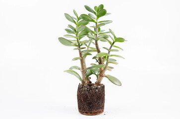 Jade plant (Crassula ovata) houseplant out of a pot on white background
