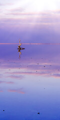 Wooden mackerel in a pink lake, salt mining. Lake Sasyk-Sivash.