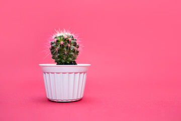 Homemade cactus with red needles in a white pot on a pink background. Decorative cactus in a horizontal photo with free space for text