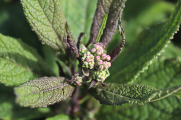 Blossom buds on Baby Joe Pye plants