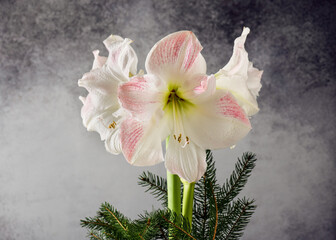 Beautiful bouquet of pink and white amaryllis flower with fir branches for Christmas. Floral arrangement or home decoration concept. Copy space.