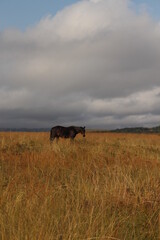 horse in golden fields