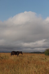 horse in golden field