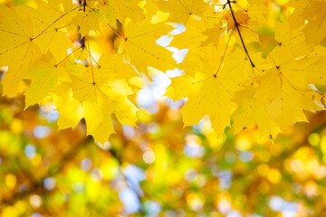 Close up of bright yellow and red maple leaves on fall tree branches with vibrant blurred...