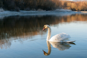 A white majestic swan floats in front of a wave of water. Young swan in the middle of the water. Drops on a wet head.