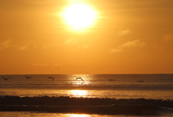 Pelicans Flying Over Pacific Ocean During Sunrise