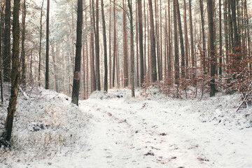 leśna ścieżka © Marcin