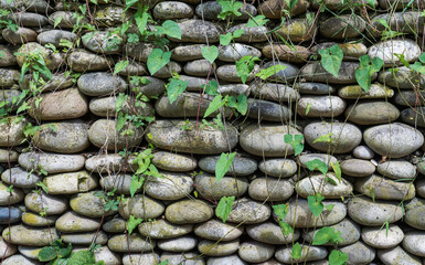 Wall made of rounded pebbles and overgrown with plants. Close-up front view. Natural wallpaper, background or texture