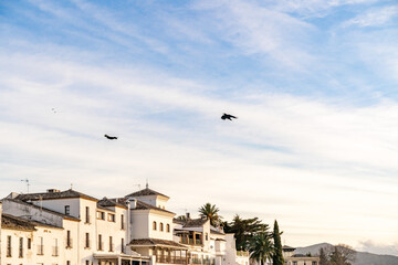 Fototapeta na wymiar Pajaros volando sobre casas blancas de Ronda, La Ciudad Soñada, Málaga