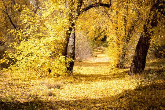 Golden Fall Hiking Trail in Bandelier National Monument New Mexico near Santa Fe and Los Alamos