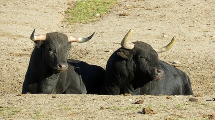 complicity, bull, animal, digestion, cow, danger, cattle, mammal, wildlife, horns, horn, nature,...