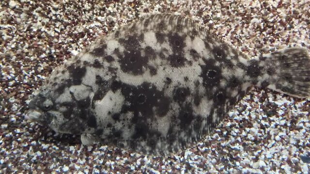 Flounder Flat Fish at the bottom of ocean - the most unusual vertebrate animals on our planet