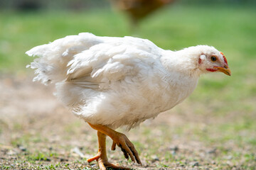 Hen feed on traditional rural barnyard. Close up of chicken standing on barn yard with green grass. Free range poultry farming concept.