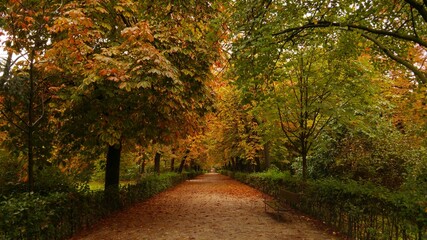 Naklejka na ściany i meble road, autumn, fall, forest, tree, nature, trees, landscape, season, leaves, path, yellow, park, leaf, travel, country, sky, countryside, green, woods, rural, red, orange, color, outdoors, mindfulness,