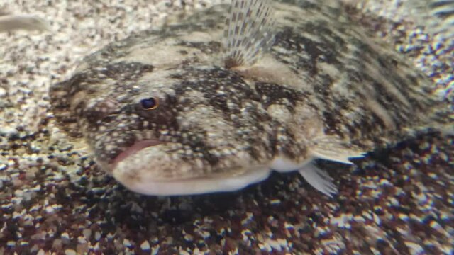 Flounder Flat Fish at the bottom of ocean - the most unusual vertebrate animals on our planet