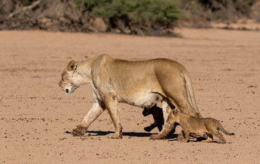 Fototapeta na wymiar Lioness with Lion Cubs in the Kgalagadi