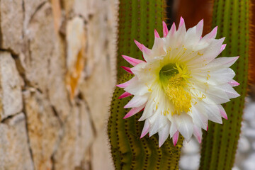 Fiore di cactus sbocciato sulla pianta.