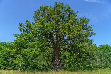 Knotty old oak tree in summer sunlight