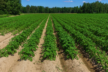 Fototapeta na wymiar Potato field in sunlight with rows of green plants