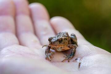 Small frog sitting in my hand