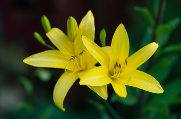 Fototapeta premium Close up of two beautiful yellow lemon lilies